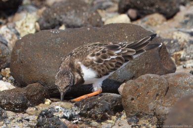 Kamenáek pestrý (Arenaria interpres)