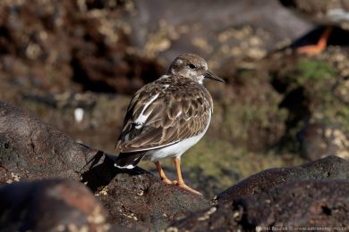 Kamenáek pestrý (Arenaria interpres)