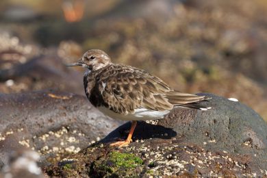 Kamenáek pestrý (Arenaria interpres)