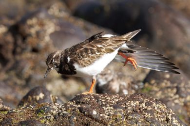 Kamenáek pestrý (Arenaria interpres)