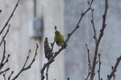 Kanár divoký (Serinus canaria)