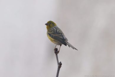 Kanár divoký (Serinus canaria)