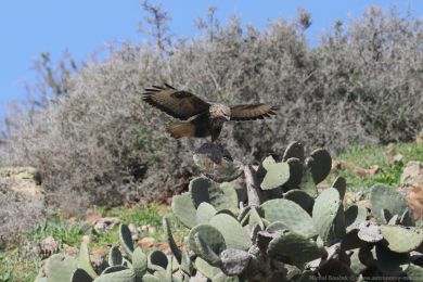 K&aacute;n� lesn&iacute; (Buteo buteo)