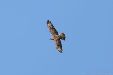 K&aacute;n� lesn&iacute; (Buteo buteo)