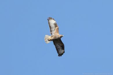 K&aacute;n� lesn&iacute; (Buteo buteo)