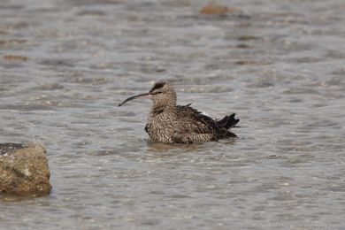 Koliha malá (Numenius phaeopus)