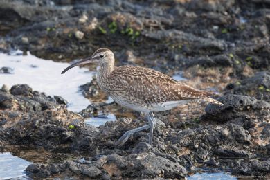 Koliha malá (Numenius phaeopus)