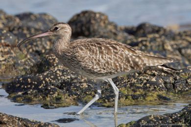 Koliha malá (Numenius phaeopus)