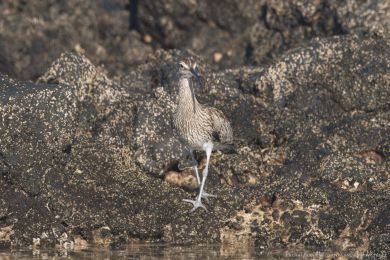 Koliha malá (Numenius phaeopus)