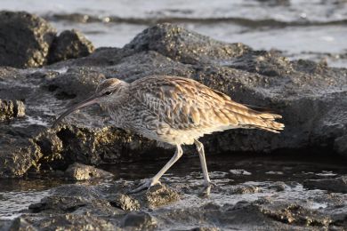 Koliha mal&aacute; (Numenius phaeopus)