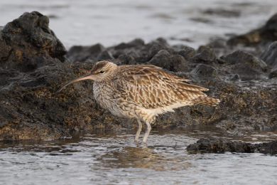 Koliha mal&aacute; (Numenius phaeopus)