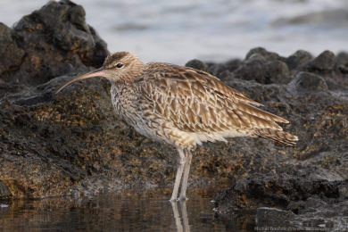 Koliha mal&aacute; (Numenius phaeopus)