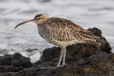 Koliha mal&aacute; (Numenius phaeopus)
