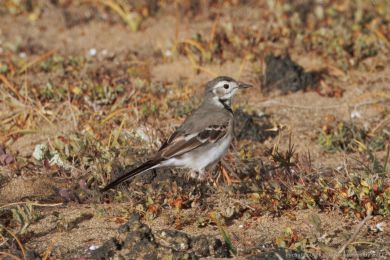 Konipas bílý (Motacilla alba)