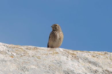 Konopka obecná (Carduelis cannabina)