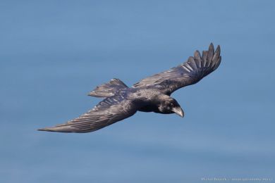 Krkavec velký (Corvus corax)
