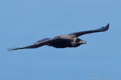 Krkavec velký (Corvus corax)