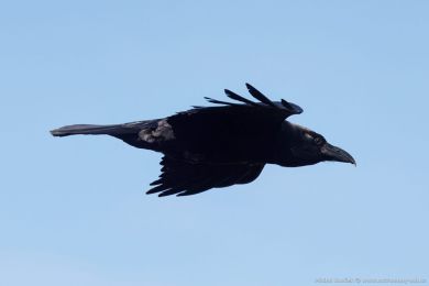 Krkavec velký (Corvus corax)