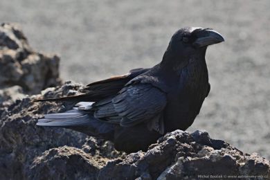 Krkavec velký (Corvus corax)
