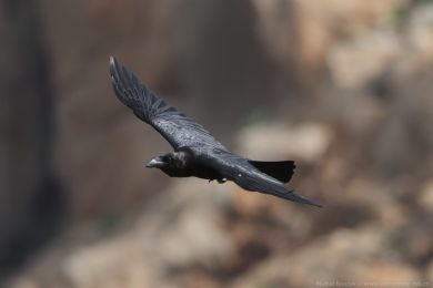 Krkavec velk&yacute; (Corvus corax)