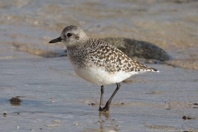 Kulík bledý (Pluvialis squatarola)