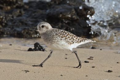 Kulík bledý (Pluvialis squatarola)