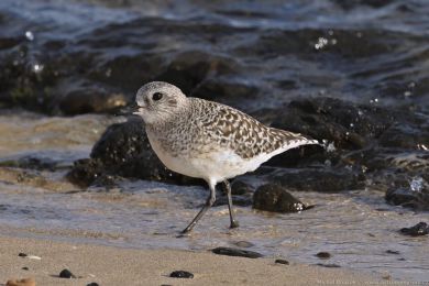Kulík bledý (Pluvialis squatarola)