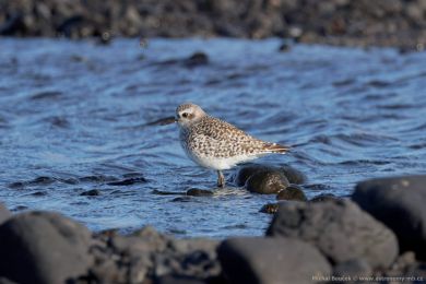 Kulík bledý (Pluvialis squatarola)