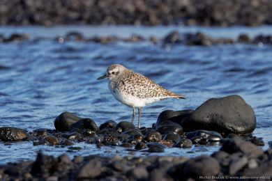 Kulík bledý (Pluvialis squatarola)