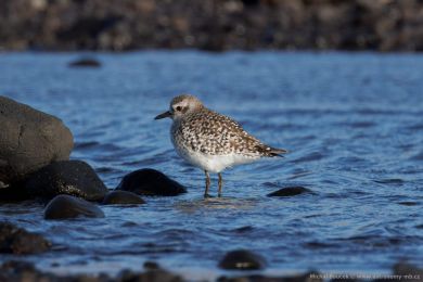 Kulík bledý (Pluvialis squatarola)
