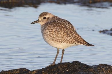 Kul&iacute;k bled&yacute; (Pluvialis squatarola)