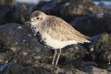 Kul&iacute;k bled&yacute; (Pluvialis squatarola)