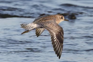 Kul&iacute;k bled&yacute; (Pluvialis squatarola)