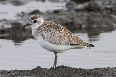 Kul&iacute;k bled&yacute; (Pluvialis squatarola)