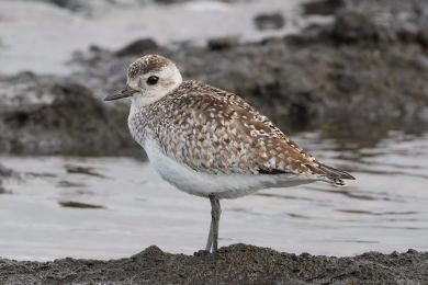 Kul&iacute;k bled&yacute; (Pluvialis squatarola)