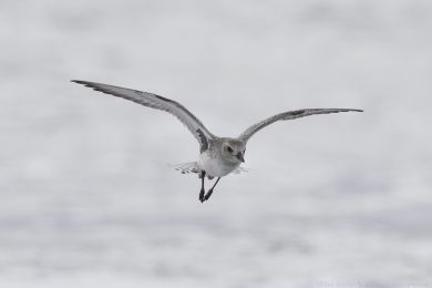 Kul&iacute;k bled&yacute; (Pluvialis squatarola)