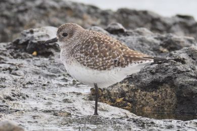 Kul&iacute;k bled&yacute; (Pluvialis squatarola)