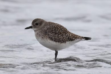 Kul&iacute;k bled&yacute; (Pluvialis squatarola)