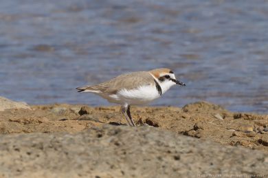 Kulík moský (Anarhynchus alexandrinus)