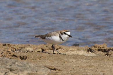 Kulík moský (Anarhynchus alexandrinus)