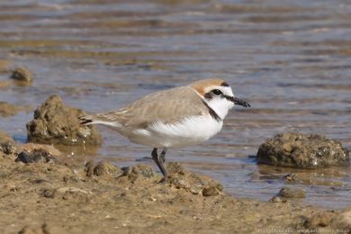 Kulík moský (Anarhynchus alexandrinus)