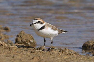 Kulík moský (Anarhynchus alexandrinus)