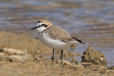 Kulík moský (Anarhynchus alexandrinus)
