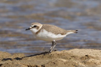 Kulík moský (Anarhynchus alexandrinus)