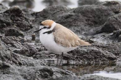 Kul&iacute;k mo�sk&yacute; (Anarhynchus alexandrinus)