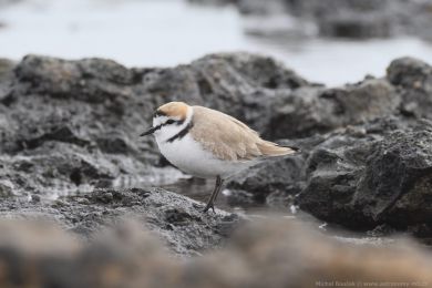Kul&iacute;k mo�sk&yacute; (Anarhynchus alexandrinus)