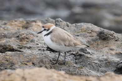 Kul&iacute;k mo�sk&yacute; (Anarhynchus alexandrinus)