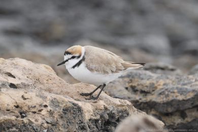 Kul&iacute;k mo�sk&yacute; (Anarhynchus alexandrinus)