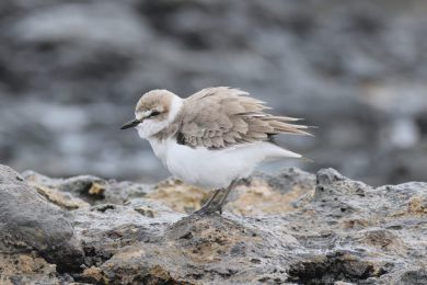 Kul&iacute;k mo�sk&yacute; (Anarhynchus alexandrinus)