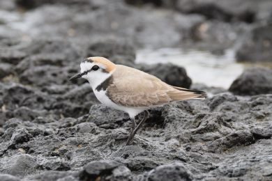 Kul&iacute;k mo�sk&yacute; (Anarhynchus alexandrinus)
